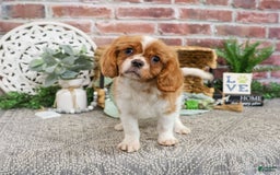 Cavalier King Charles Spaniel dogs for sale: Kyser - Image 2