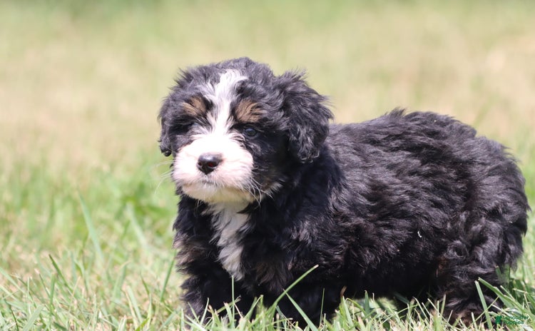 Bernedoodle dogs for sale - Ad 4