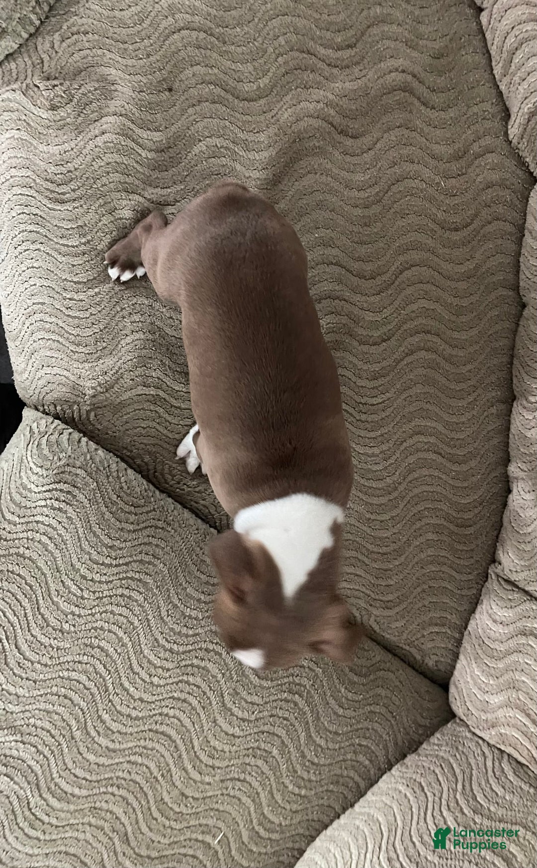 Boston Terrier dogs for sale: Howey - Image 4