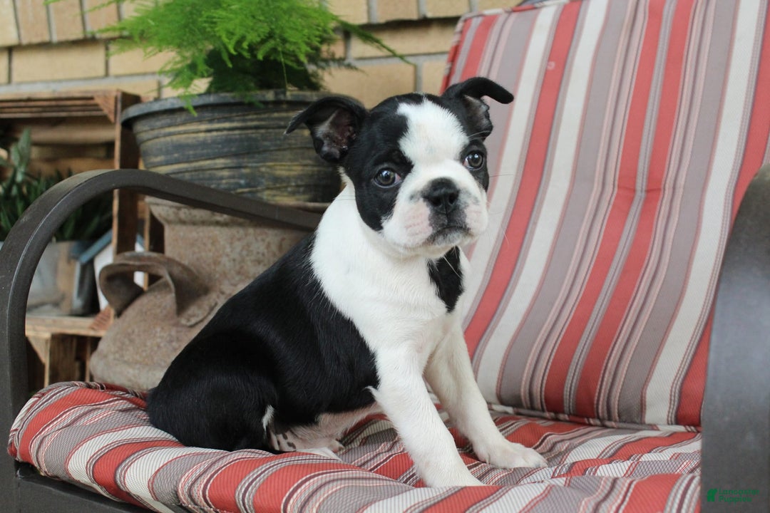 Frenchton dogs for sale: Pontiac - Image 2