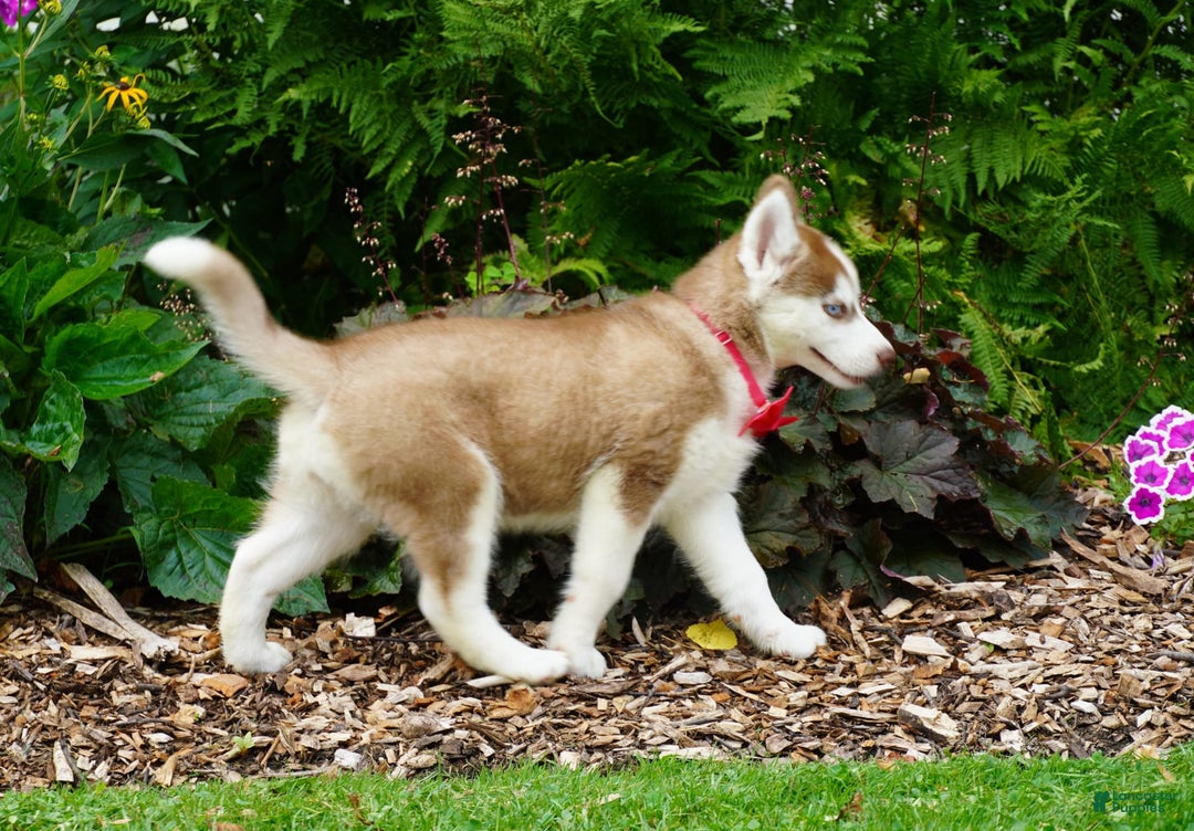 Siberian Husky dogs for sale: Bella - Image 6