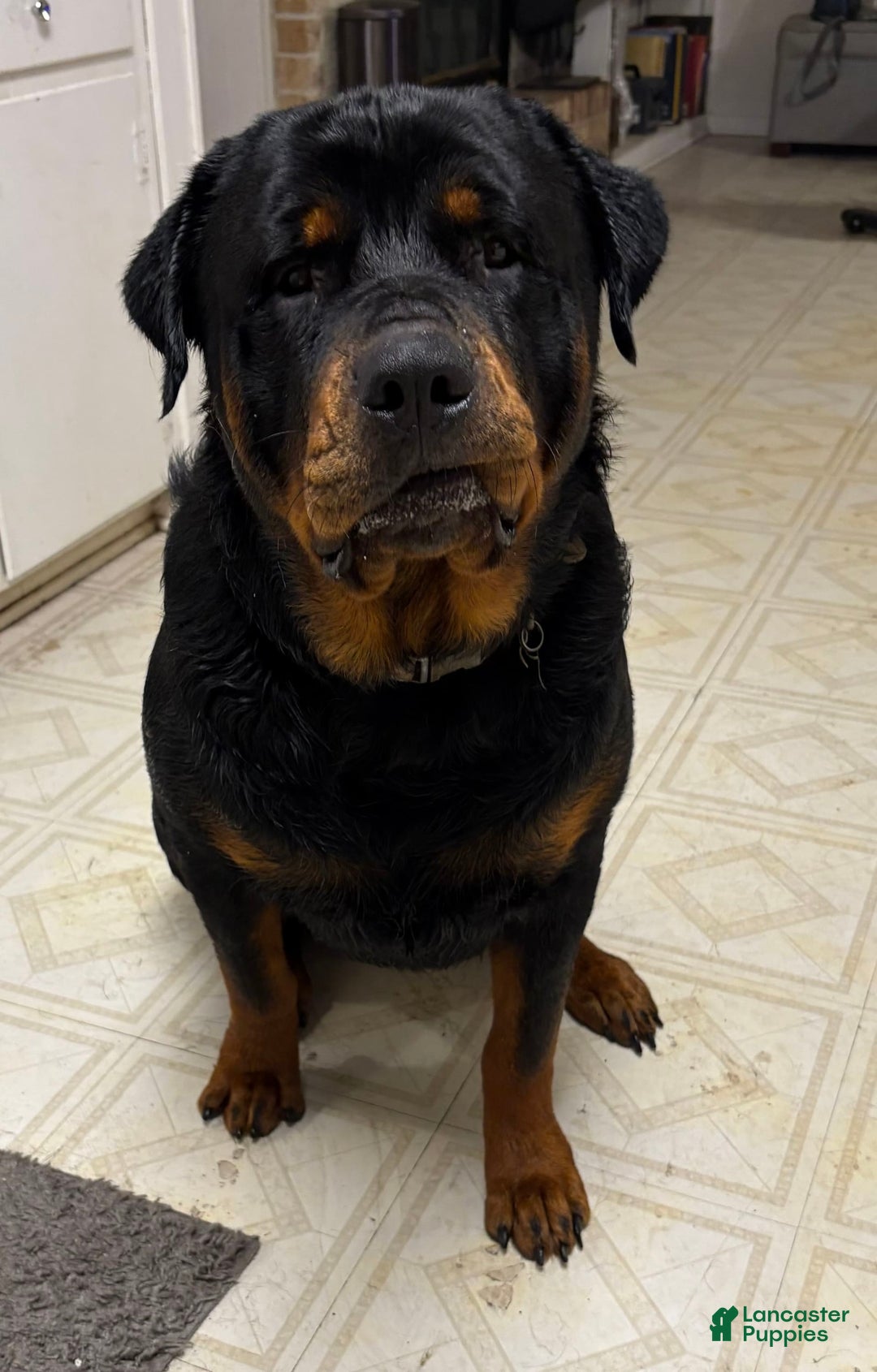 Rottweiler dogs for sale: Green - Image 3