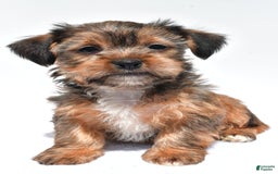 Morkie dogs for sale: Clifford - Image 4