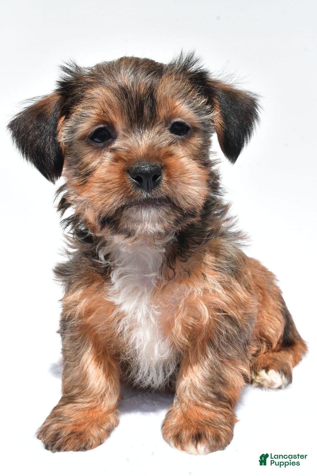 Morkie dogs for sale: Clifford - Image 4