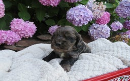 Cocker Spaniel dogs for sale: Oliver - Image 4