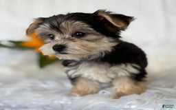 Morkie dogs for sale: Lillian - Image 8