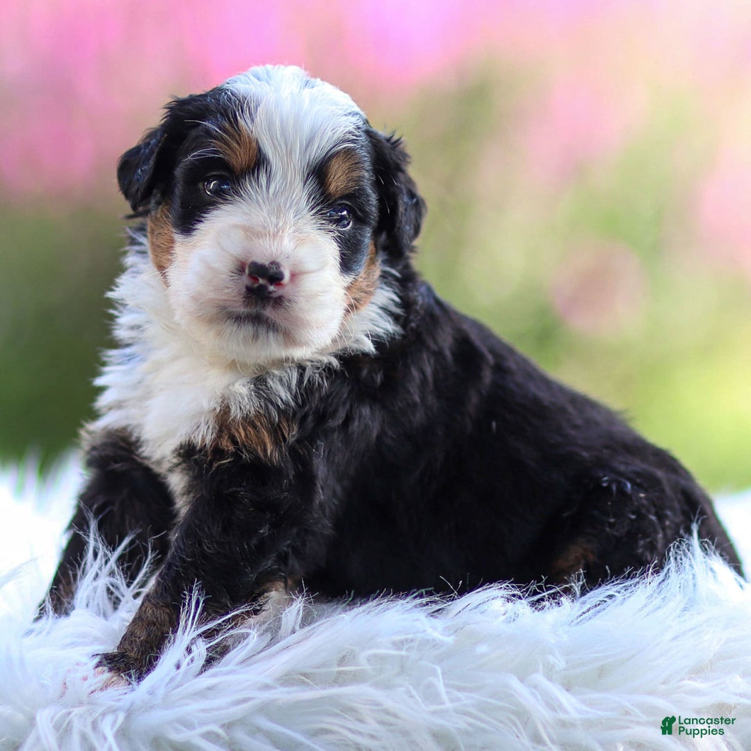 Mini Bernedoodle dogs for sale: Milo - Image 9