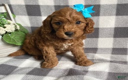 Mini Goldendoodle dogs for sale: Lilac - Image 4