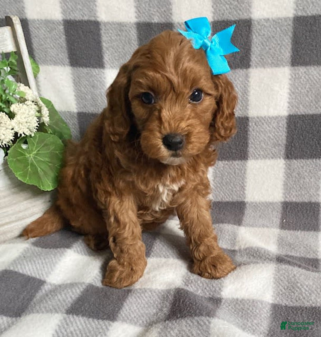 Mini Goldendoodle dogs for sale: Lilac - Image 4
