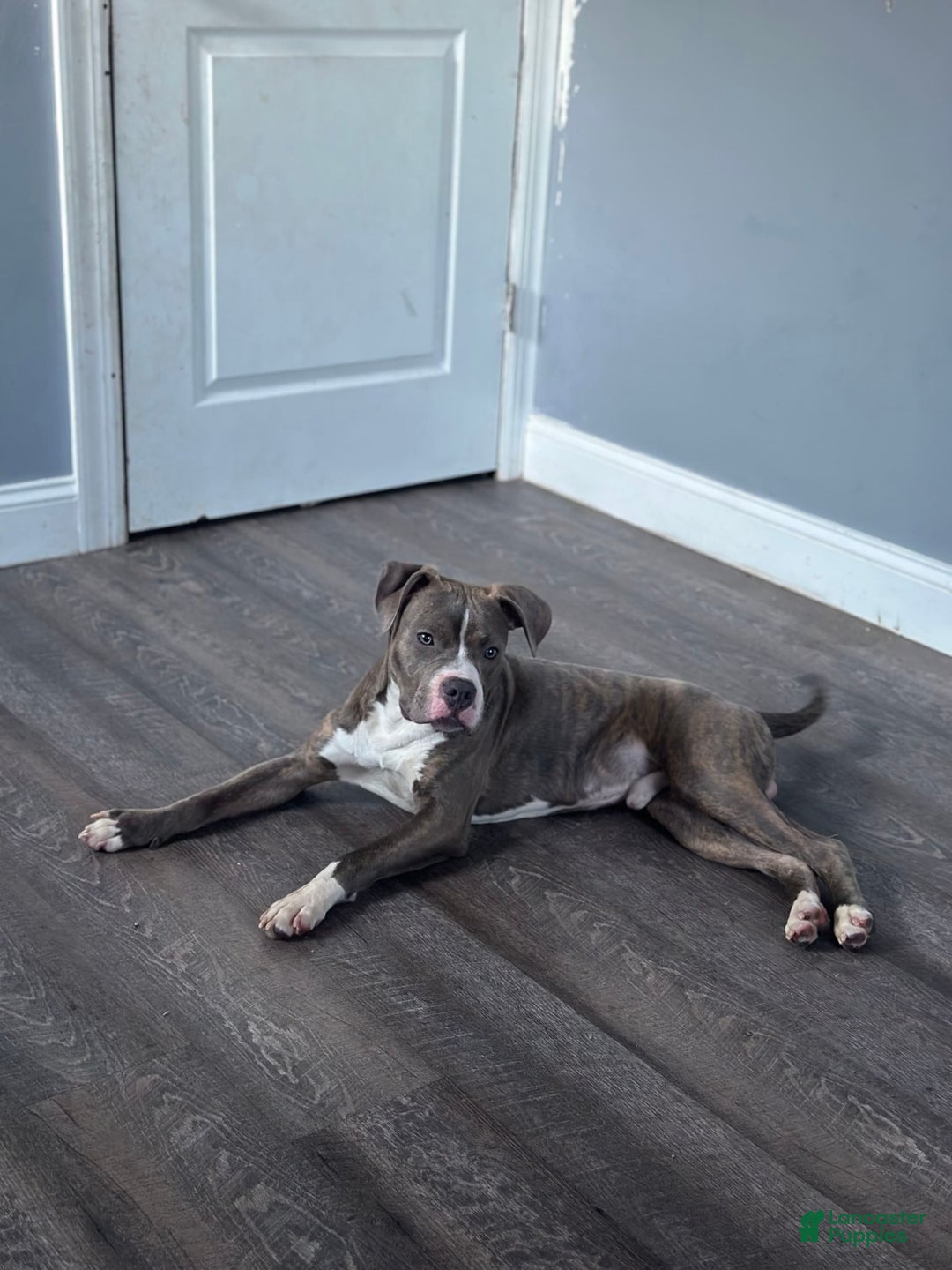 American Bully dogs for sale: Chocolate - Image 7