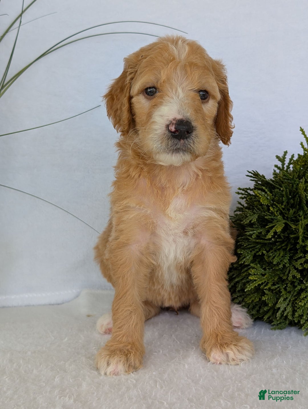 Goldendoodle dogs for sale: Sadie - Image 19