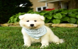 Samoyed dogs for sale: Liam - Image 2
