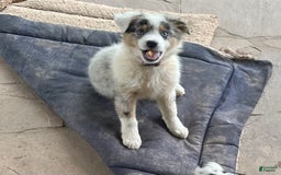 Australian Shepherd dogs for sale: Jojo - Image 5