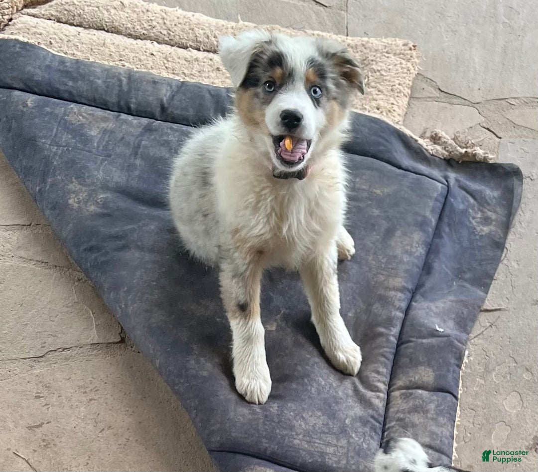 Australian Shepherd dogs for sale: Jojo - Image 5
