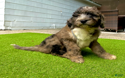 Goldendoodle dogs for sale: Zack - Image 3