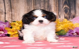 Cavalier King Charles Spaniel dogs for sale: Ember - Image 1