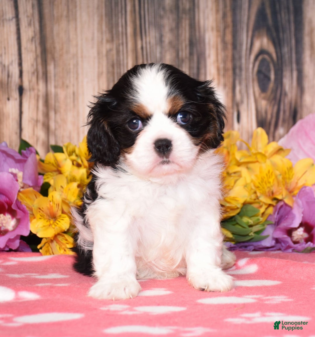 Cavalier King Charles Spaniel dogs for sale: Ember - Image 1