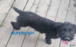 Belgian Malinois dogs for sale: Girl 4 - Image 2