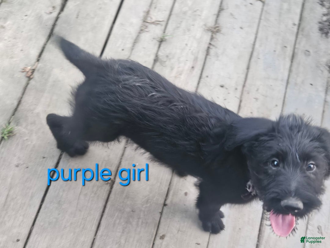 Belgian Malinois dogs for sale: Girl 4 - Image 2