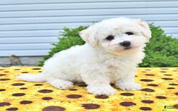 Bichon Frise dogs for sale: Vester - Image 3