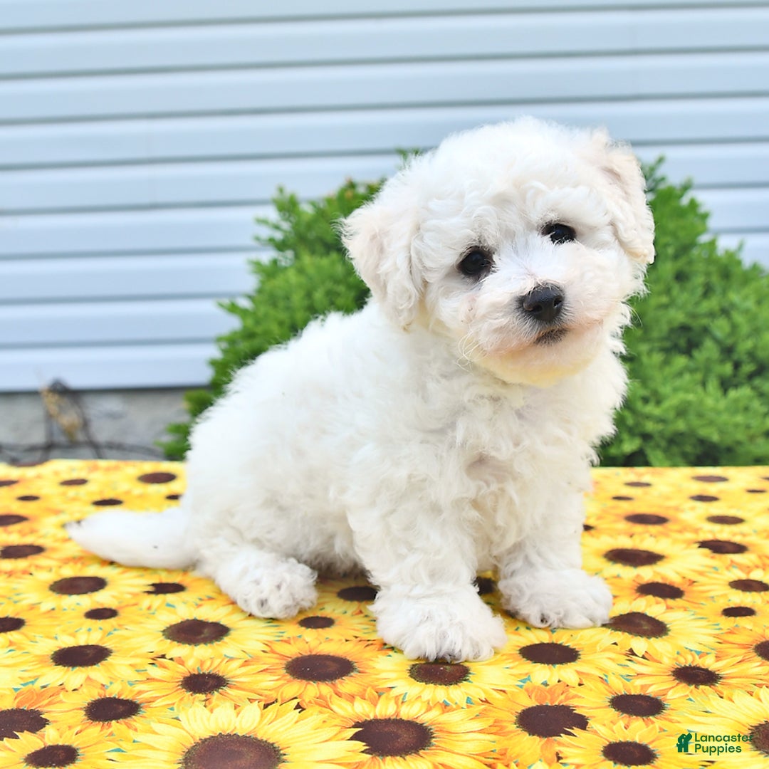 Bichon Frise dogs for sale: Vester - Image 3