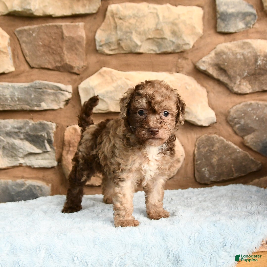 Miniature Poodle dogs for sale: Chocolate - Image 2