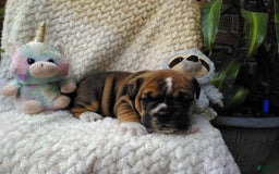 Olde English Bulldogge dogs for sale: Milo - Image 3
