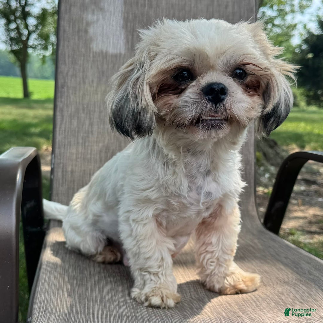 Shih Tzu dogs for sale: Andy - Image 9
