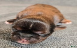 Shorkie dogs for sale: Peanut - Image 13