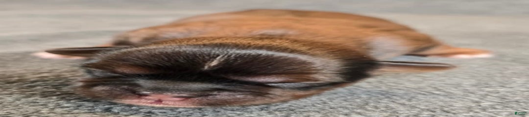 Peanut