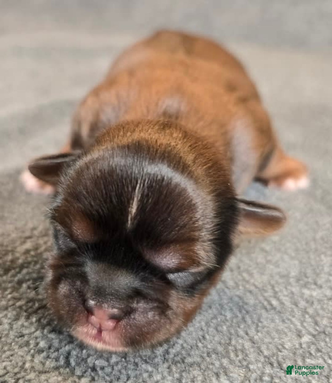 Shorkie dogs for sale: Peanut - Image 13