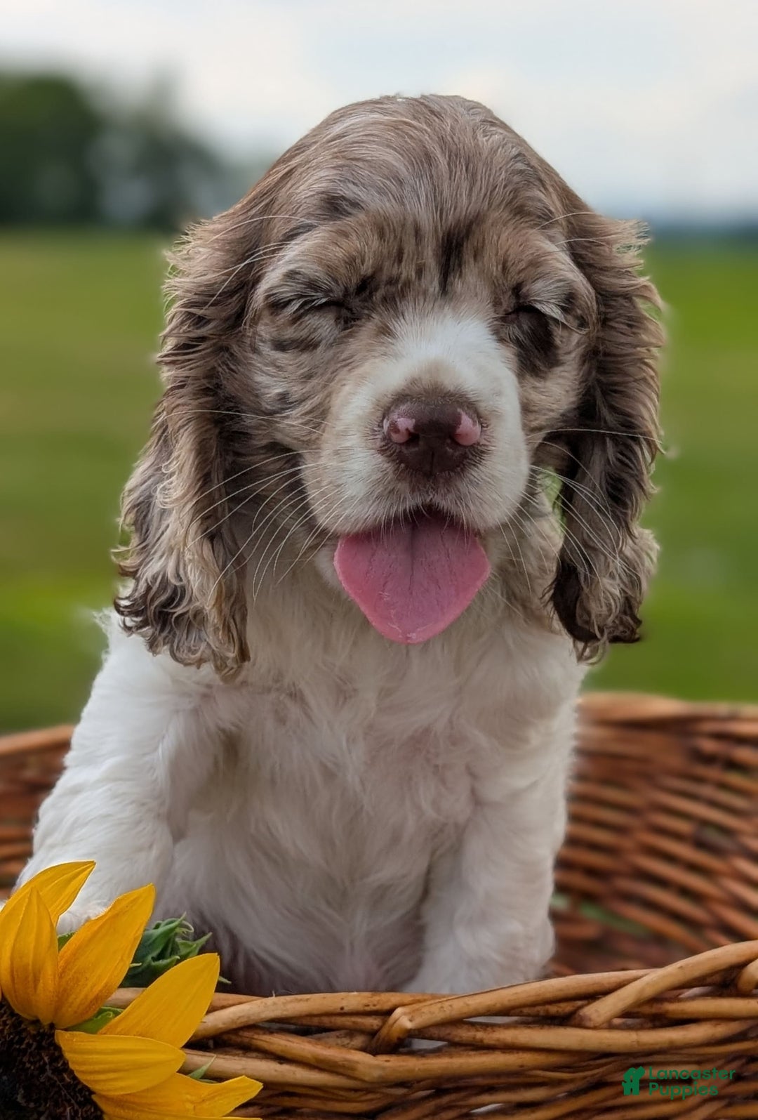 Cocker Spaniel dogs for sale: Fancy - Image 3