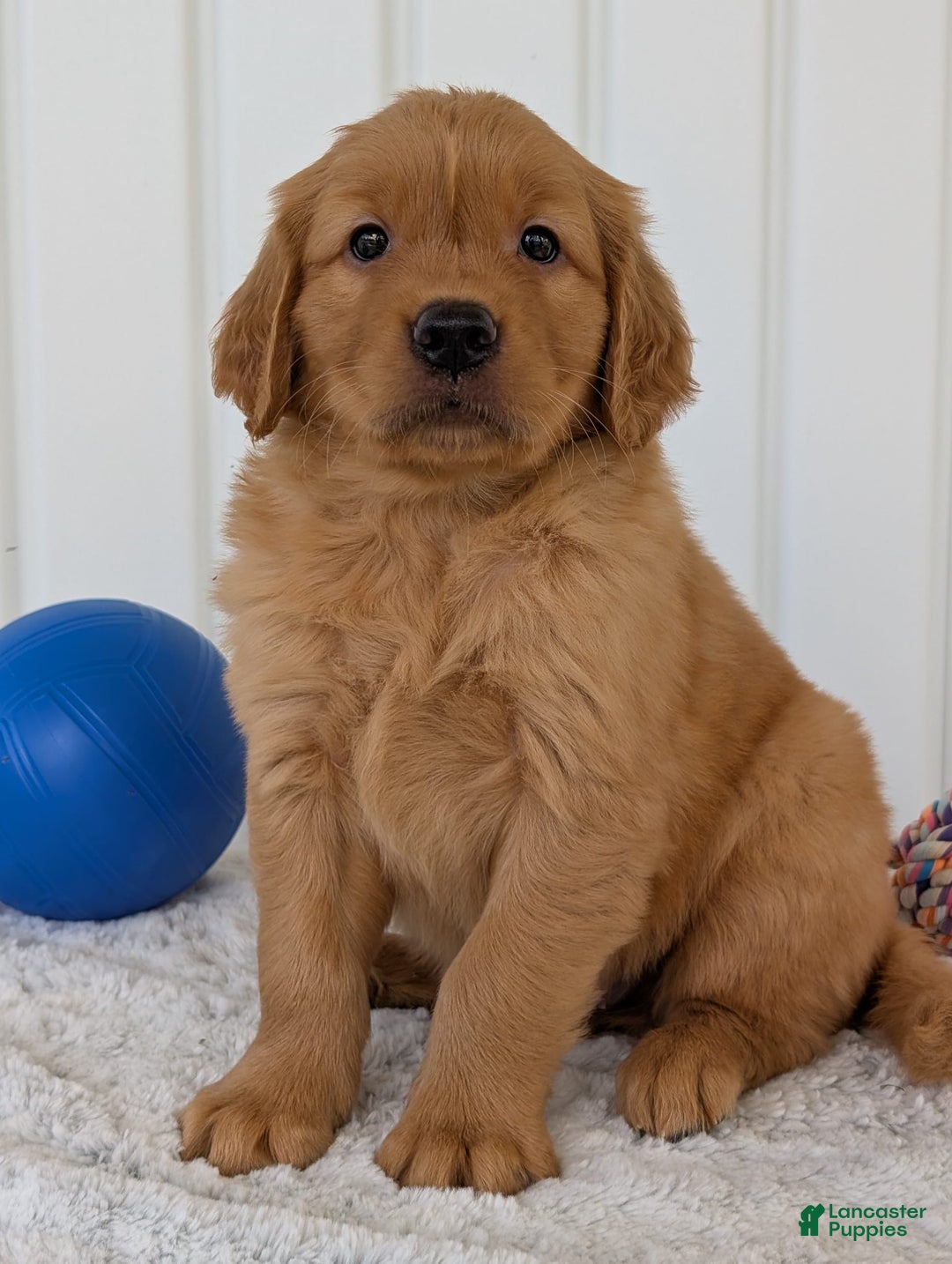 Golden Retriever dogs for sale: Hunter - Image 9