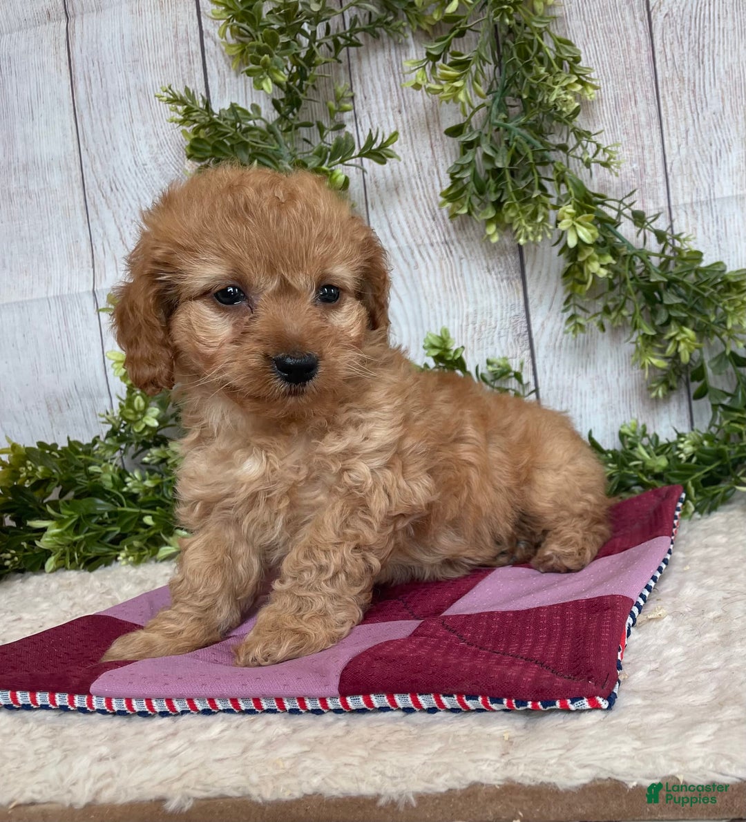 Doxiepoo dogs for sale: Dena - Image 3