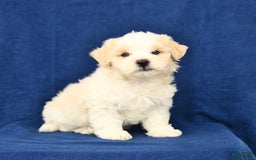 Shihpoo dogs for sale: Jake - Image 5