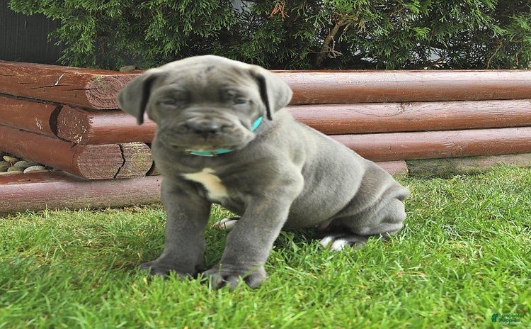 Cane Corso dogs - Advert 11