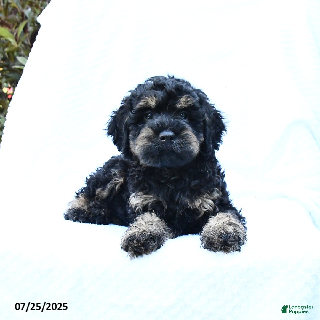 Cockapoo dogs for sale: Billy - Image 2