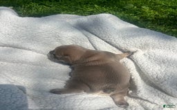 French Bulldog dogs for sale: Simba - Image 1