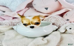 Chihuahua dogs for sale: Cynthia Teacup/pocketbook - Image 3