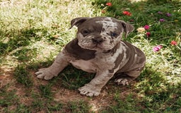English Bulldog dogs for sale: Pebbles - Image 3
