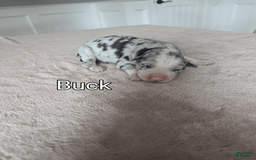 Border Collie dogs for sale: Buck - Image 1