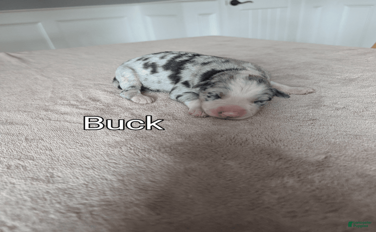 Border Collie dogs for sale - Ad 2