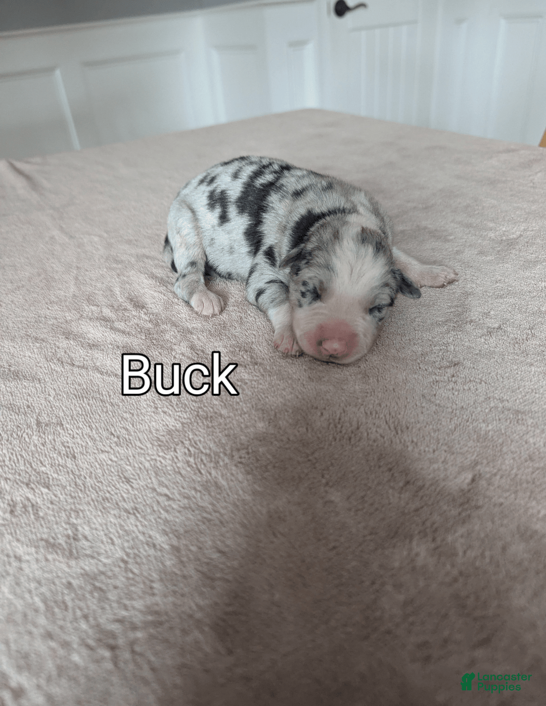 Border Collie dogs for sale: Buck - Image 1