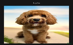 Cavapoo dogs for sale: Toby - Image 2