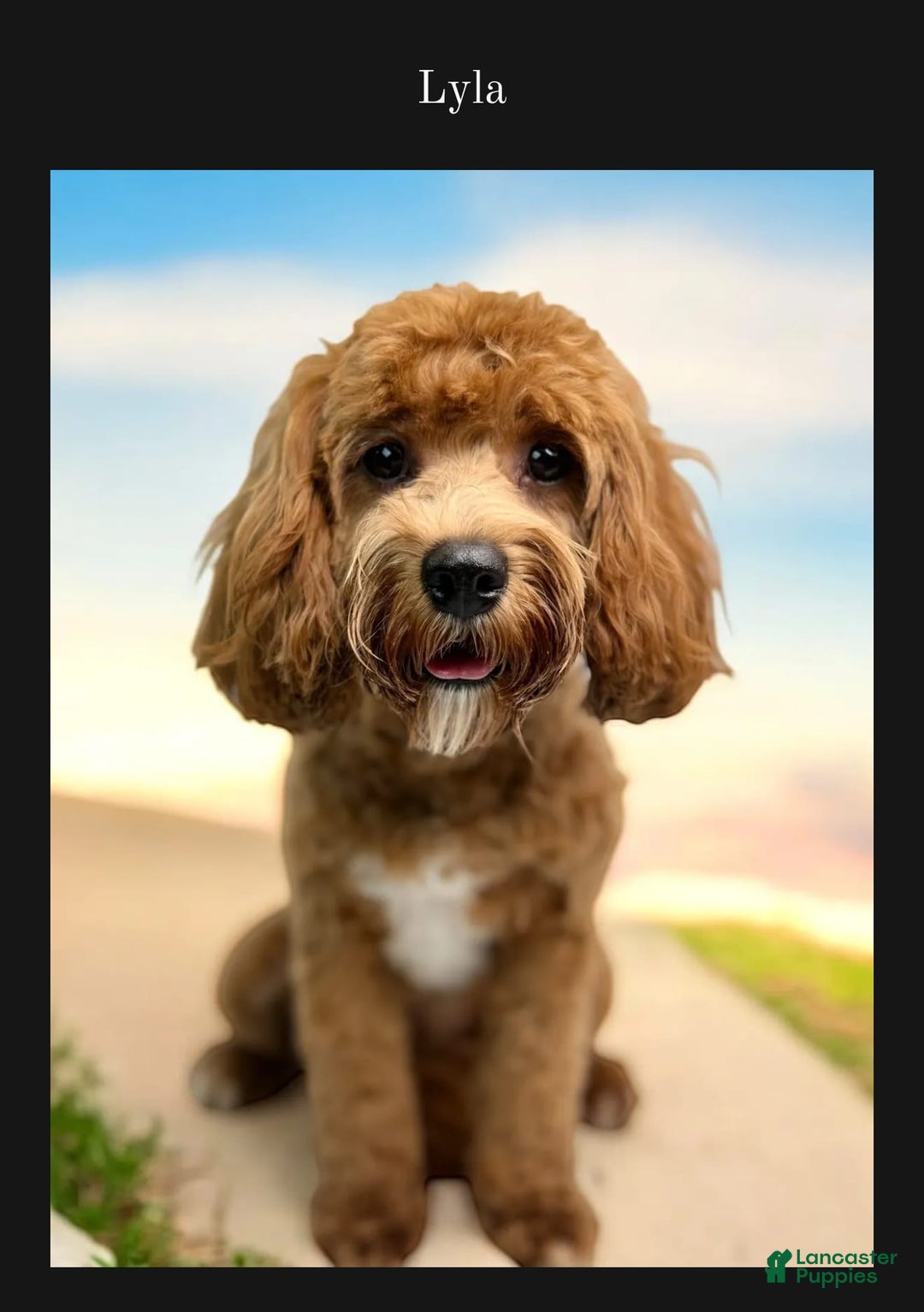 Cavapoo dogs for sale: Toby - Image 2