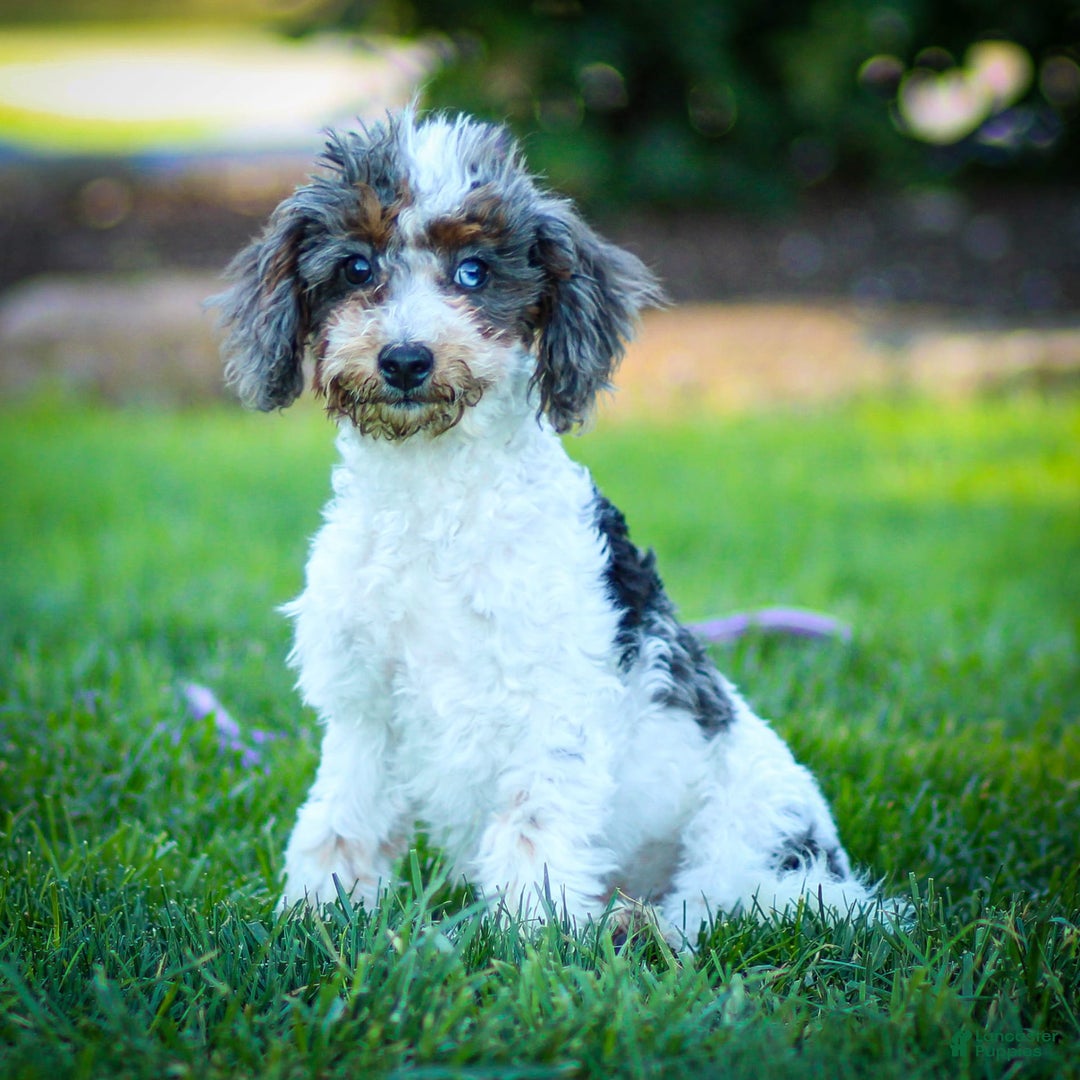 Cavapoo dogs for sale: Simba - Image 18
