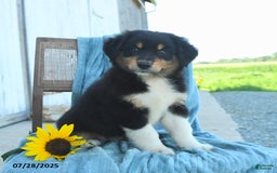 Australian Shepherd dogs for sale: Australian Shepherd 9 puppies - Image 27