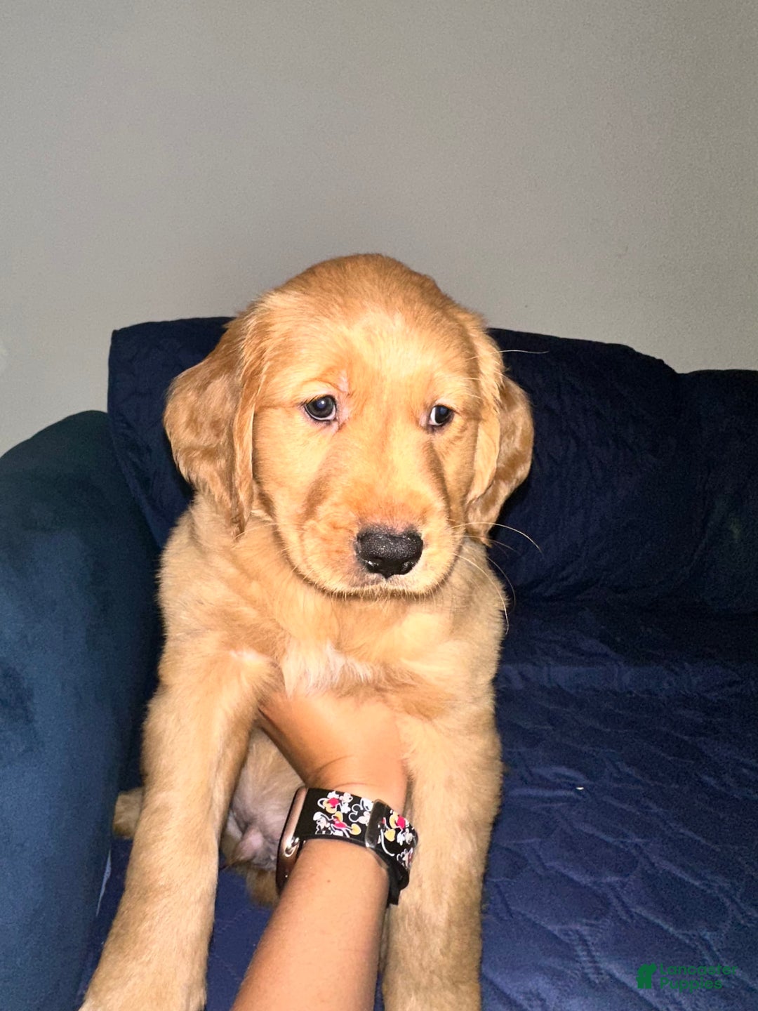 Golden Retriever dogs for sale: Olive - Image 1