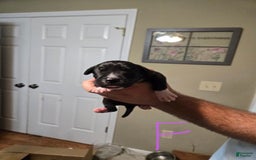 Great Dane dogs for sale: Black Female 3 - Image 1