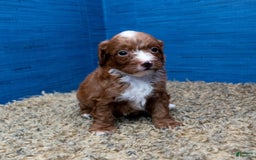 Cavapoo dogs for sale: Sean - Image 2